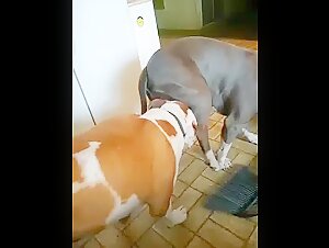 Check out this shocking bestiality video featuring two dogs