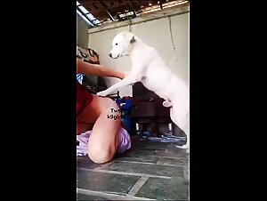 Animalsex experience and sex with dog