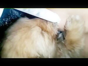 Bestiality and breast milk: an explosive combination