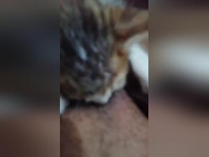 8 Rounds of Canine Incest: Feline Debauchery and Domination