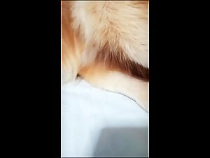 Explore Forbidden Passion: ZooTube in Full Screen