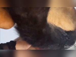 Animal Domination: The Dog Devours the Woman