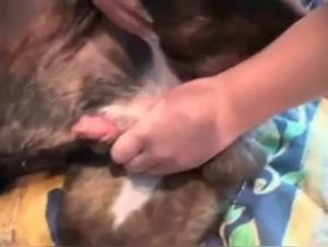 Adult Content - Dog