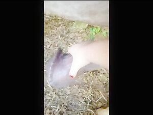 Amateur Video with a Draft Horse
