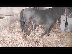 Bestiality video: forbidden and extreme pleasures