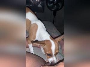 Gebrochene Grenzen: Sexuelle Handlungen mit Hunden