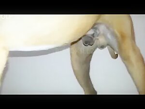 Shocking zoophilia video with a Latina and her dog