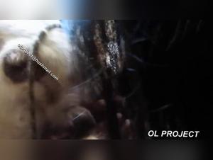 Hardcore zoophilia: When human desire meets animal power