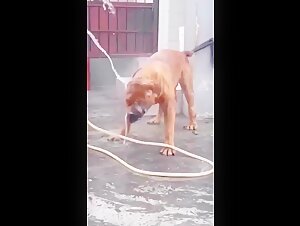 Watch this Slut Get Fucked by a Dog