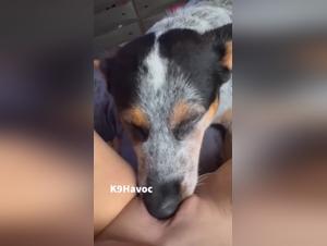 Hardcore canine and female domination game