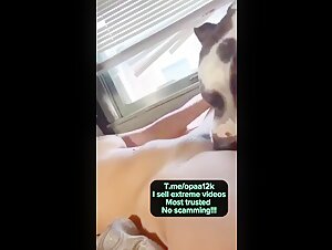 Sex video with dog: a unique and intense experience