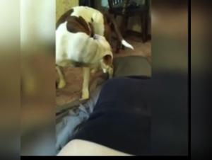 Unleash your wildest desires with this intense and relentless canine incest scene.