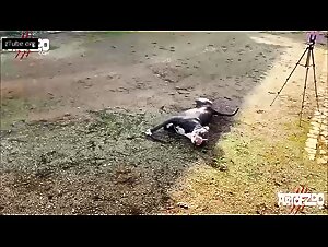 Entdecken Sie die Grenzen der Sexualitat mit diesem Zoophilie-Video