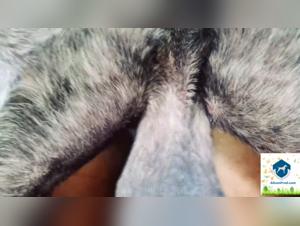 Sam the zoo animal takes pleasure in lowering Lina slut whore