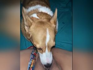 Bestialitat frei, Fick mit Hund im Pornozoo