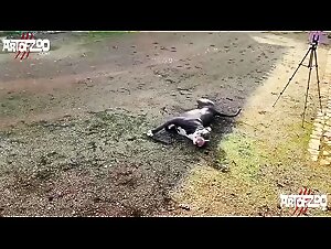 Explore K9 Pleasure: Hardcore Zoosex Without Restraints