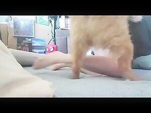 Bestiality sex video: woman and dog