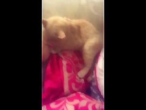 Animal Porn Fuck: Intense AnimalSex between Dog and Woman