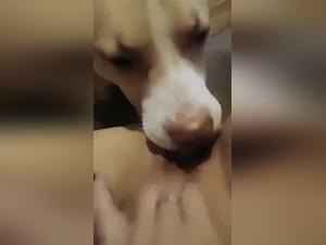 Zorra se la chupa a su perro despues de un buen polvo con su ama