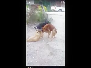 Discover exciting bestiality sex and dog sex videos