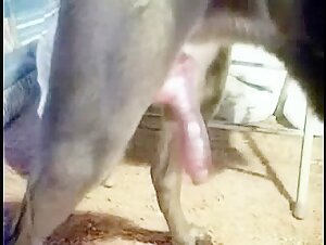 Extreme bestiality videos on ArtofZoo