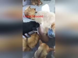 A Wild Sexual Chinoiserie: Surrender to Bestiality