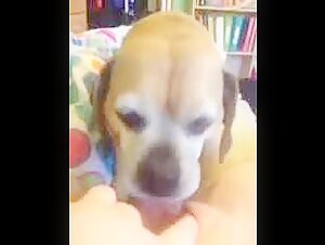 Dog Sex Video: Watch this Woman Get Her Pussy Licked by a Dog