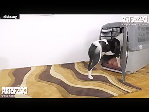 A Bestiality Sex Session with a Dog