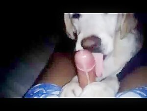 Amateur and hardcore dog sex videos