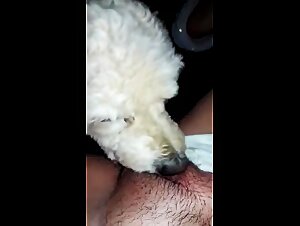 Dog fucking: A treat for zoofilia tv addicts