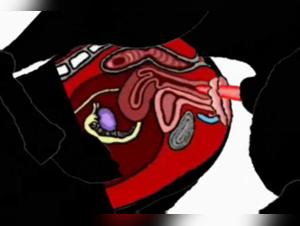 Entdecken Sie Verbotene Freuden: Frauen und Hunde beim Sex