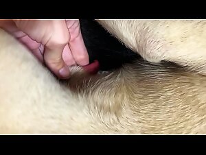 Experience the ultimate pleasure of animal sex in this extreme video!