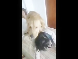 An Extreme Bestiality Experience