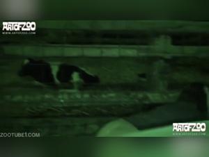 Discover Kerstin Ks' irrepressible attraction to dogs in these explosive sex scenes.