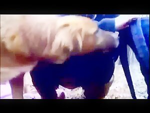 Dog sex video: an extreme experience