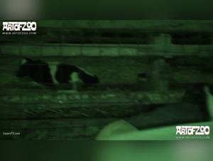 Dog, Horse, Pig: A limitless exploration of animal pleasure