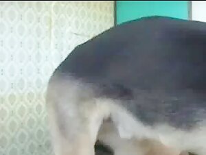 Hard and extreme sex scene with dog