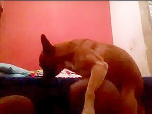 Sex with Dog: An Extreme Experience