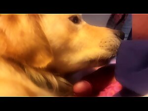 A treat for lovers of bestiality and k9 sex