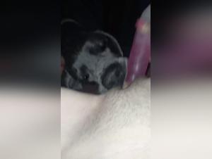 Taboo Exploration: Where Passion Mixes with Bestiality