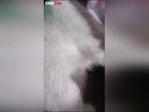 Hardcore Zoophilia: The Feline Revenge of a Lonely Granny