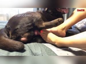 unbridled bestiality: prohibited and transgression eroticism