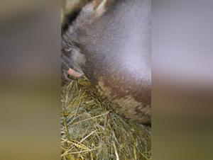 Obscure Exploration: Women and their Animal Desires