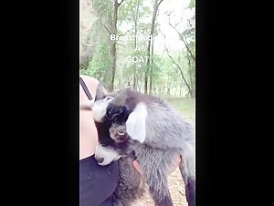 Extreme Bestiality with a Goat