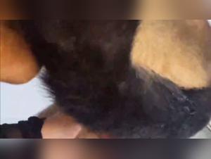 Zoophilie hardcore : La salope se fait baiser par son chien