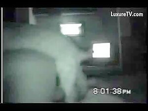 Dog sex videos on webcam