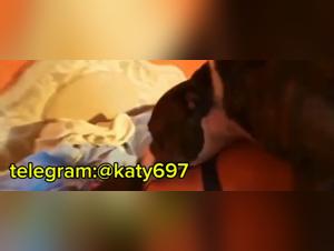 Sexual taboos: Explore the K9 Prohibido universe