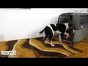 Young Animal Lover Has Amazing Experience When She Gets Down With Her Dog Before Sucking A Horse's Penis