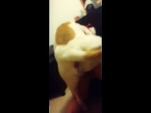 Check out the best animal sex videos on our site