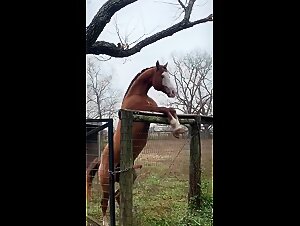 Forbidden Delights: A Raw and Decadent Animal Orgasm